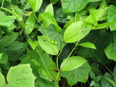 Disporum viridescens, photographed by Repina Tatyana