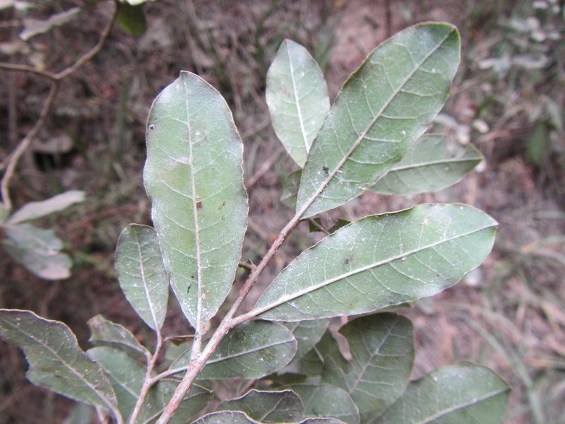 Lachnostylis hirta, photographed by douglaseustonbrown