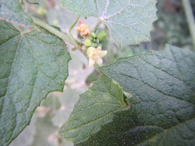 Zehneria scabra, photographed by douglaseustonbrown