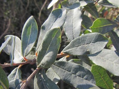 Lachnostylis hirta, photographed by douglaseustonbrown