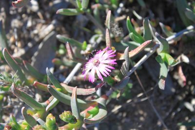 Ruschia diversifolia, photographed by Paul Emms