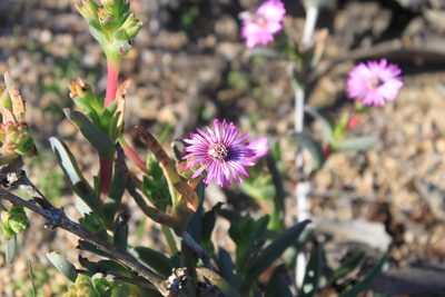 Ruschia diversifolia, photographed by Paul Emms