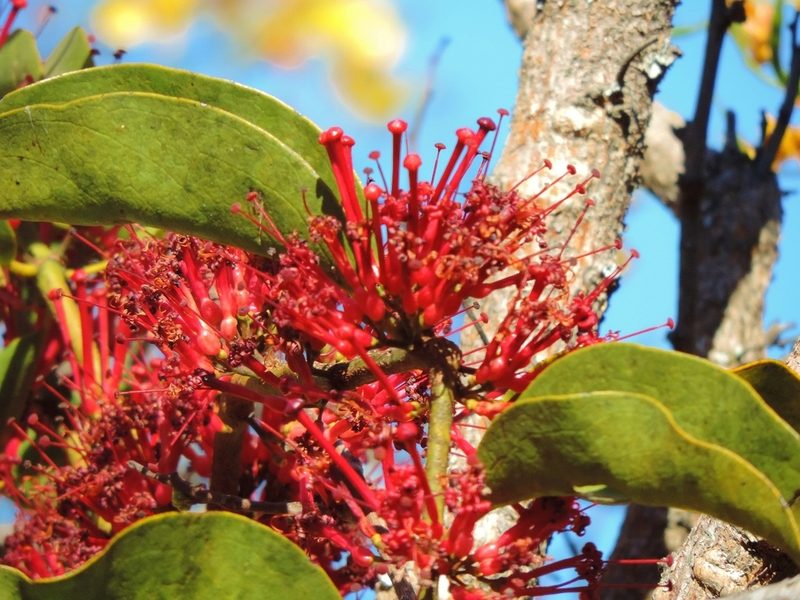 Globimetula mweroensis, photographed by i_c_riddell