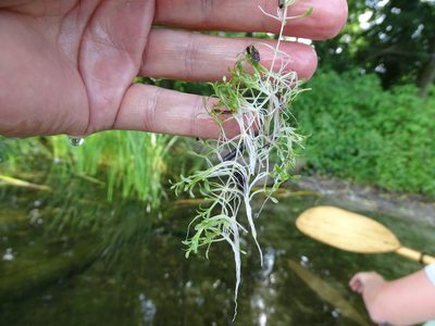 Elatine hydropiper, photographed by Grzegorz Grzejszczak