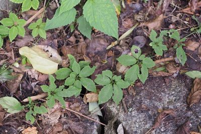 Gynostemma pentaphyllum, photographed by harum.koh