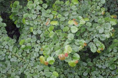 Euptelea polyandra, photographed by harum.koh