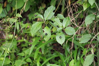 Helwingia japonica, photographed by harum.koh