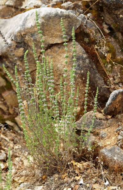 Micromeria juliana, photographed by Jörg Hempel