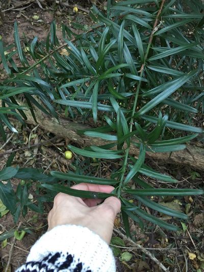 Podocarpus henkelii, photographed by Sunčana Bradley