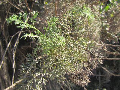 Notobubon ferulaceum, photographed by douglaseustonbrown
