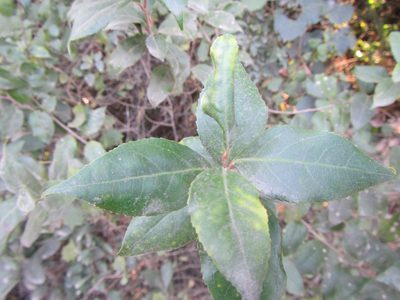 Scolopia mundii, photographed by douglaseustonbrown