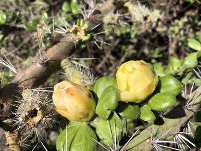 Pereskiopsis diguetii, photographed by Luis F. Ramírez