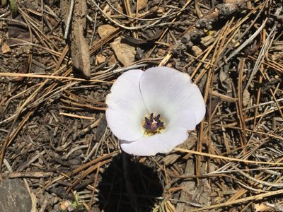 Calochortus invenustus, photographed by Adam J. Searcy