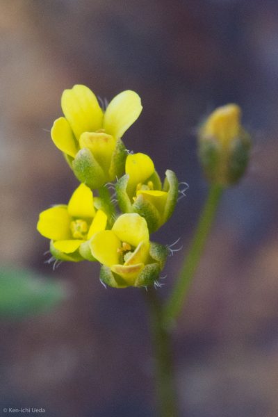 Draba albertina, photographed by Ken-ichi Ueda