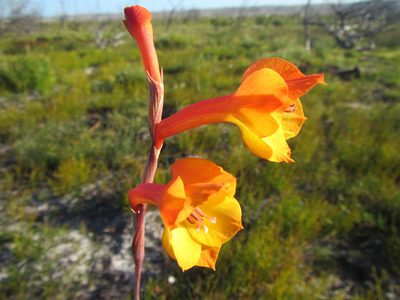 Gladiolus merianellus, photographed by douglaseustonbrown