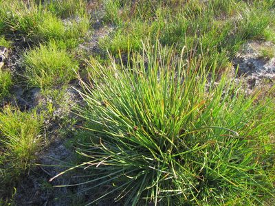 Ficinia elatior, photographed by douglaseustonbrown