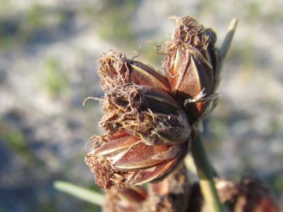 Ficinia pinguior, photographed by douglaseustonbrown