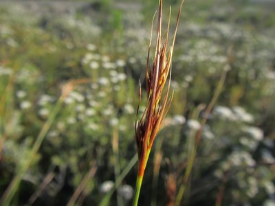 Schoenus compactus, photographed by douglaseustonbrown