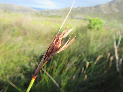 Neesenbeckia punctoria, photographed by douglaseustonbrown