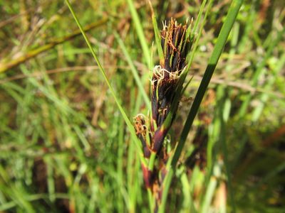 Cyathocoma hexandra, photographed by douglaseustonbrown