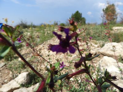 Cuphea aequipetala, photographed by Leticia Jiménez Hernández