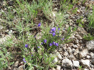 Scutellaria potosina, photographed by Leticia Jiménez Hernández
