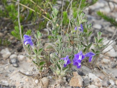 Scutellaria potosina, photographed by Leticia Jiménez Hernández