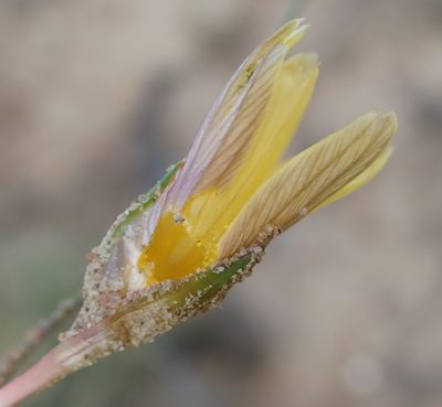 Romulea austinii, photographed by Nicola van Berkel