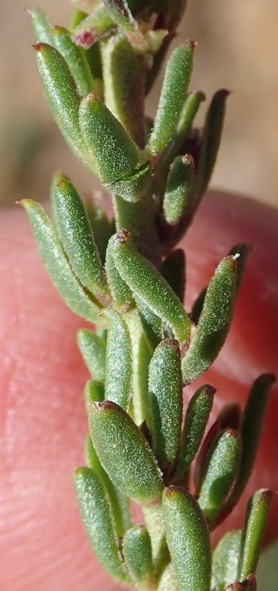 Muraltia karroica, photographed by Nicola van Berkel