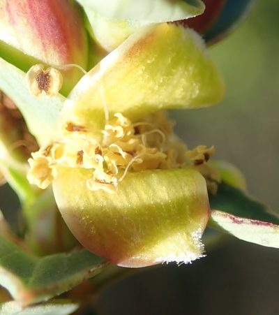 Cliffortia ilicifolia, photographed by Nicola van Berkel