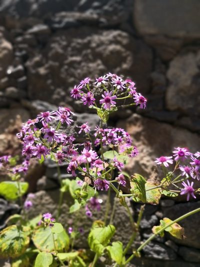 Pericallis webbii, photographed by Claude Kolwelter