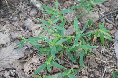 Dichanthelium commutatum, photographed by Mike B