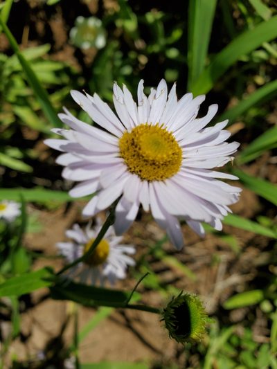 Erigeron aliceae, photographed by Ellen Watrous