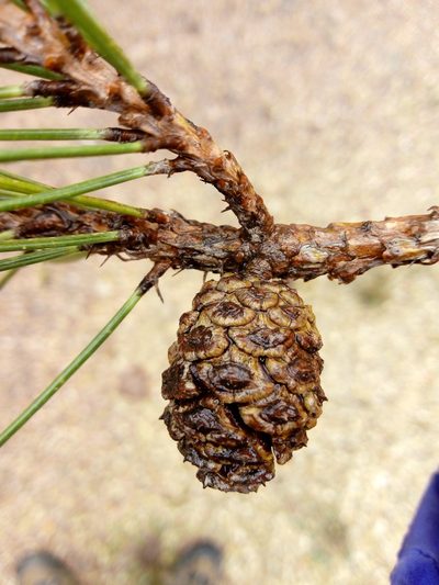 Pinus teocote, photographed by Dante S. Figueroa