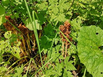 Orobanche flava, photographed by Jens-Christian Svenning