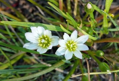Lewisia nevadensis, photographed by Rick Mandel