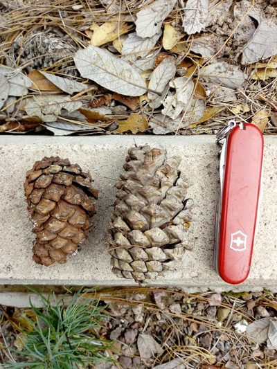 Pinus durangensis, photographed by Dante S. Figueroa