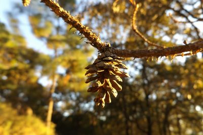 Pinus herrerae, photographed by Dante S. Figueroa