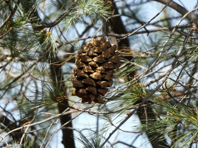 Pinus maximartinezii, photographed by Dante S. Figueroa