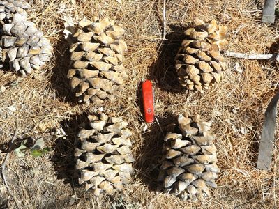 Pinus maximartinezii, photographed by Dante S. Figueroa