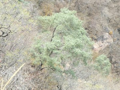 Pinus maximartinezii, photographed by Dante S. Figueroa