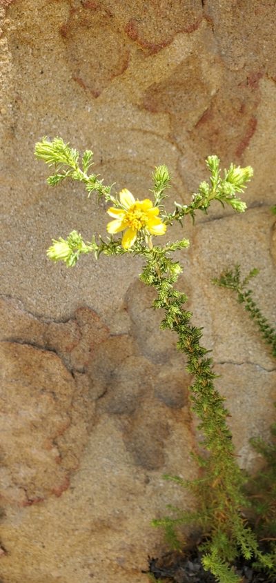 Deinandra minthornii, photographed by Dan Horowitz