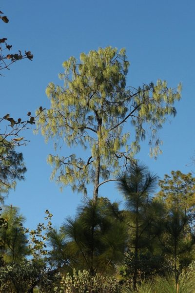 Pinus luzmariae, photographed by Dante S. Figueroa