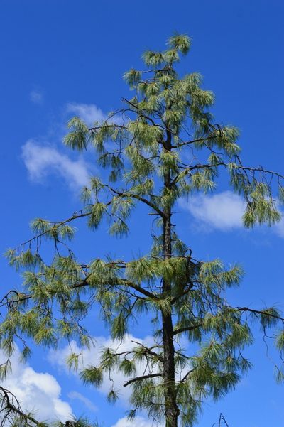 Pinus luzmariae, photographed by Dante S. Figueroa