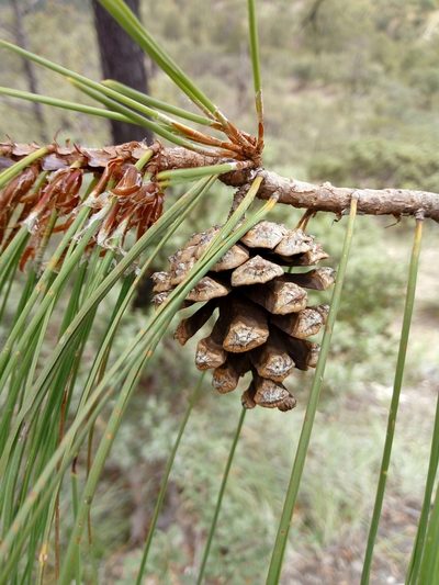 Pinus lumholtzii, photographed by Dante S. Figueroa