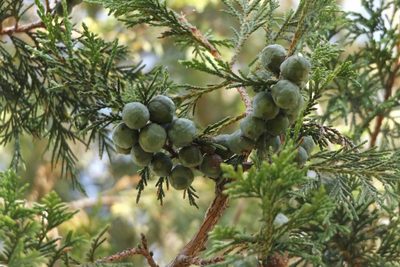 Juniperus poblana, photographed by Dante S. Figueroa