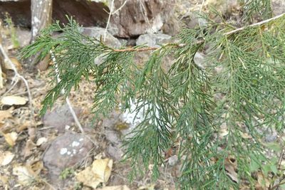 Juniperus poblana, photographed by Dante S. Figueroa