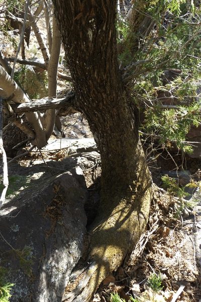 Juniperus poblana, photographed by Dante S. Figueroa