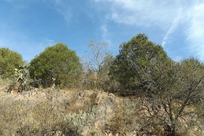 Juniperus poblana, photographed by Dante S. Figueroa