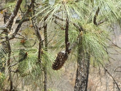 Pinus devoniana, photographed by Dante S. Figueroa